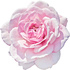 Taif rose